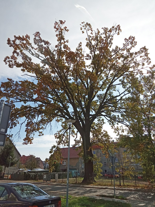 Drzewa Słubice