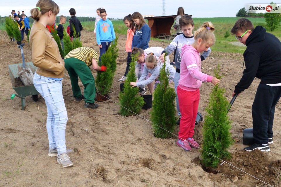 Sadzenie drzew Golice