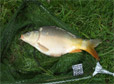 siec karp_th