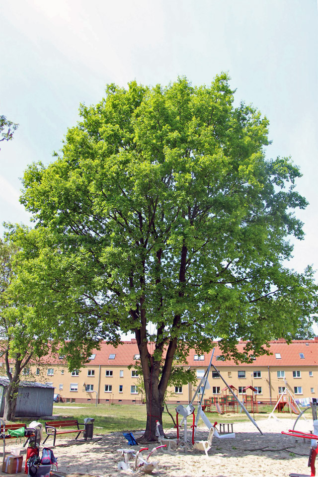 Dąb Słubice