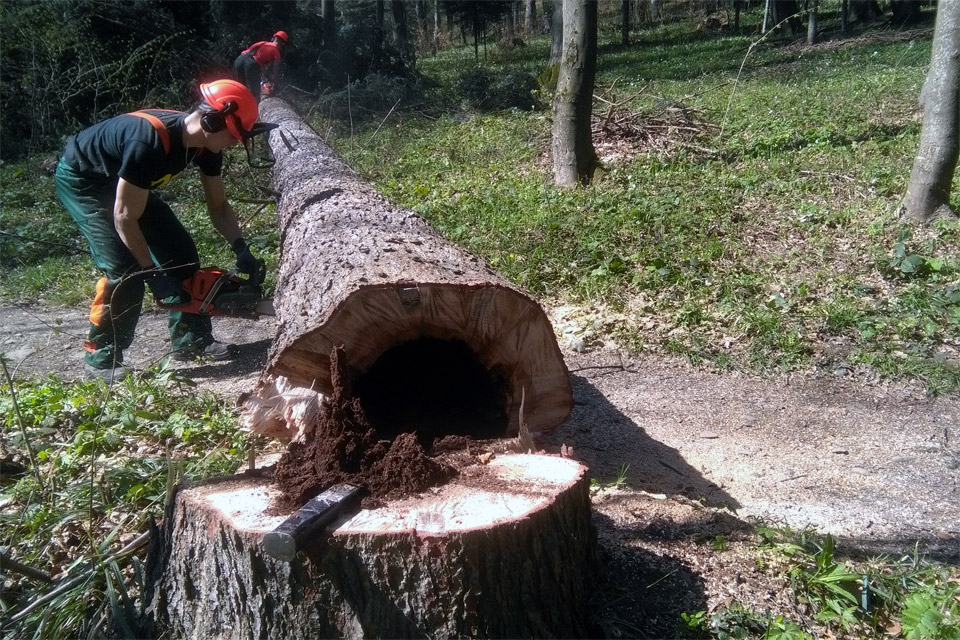 Usuwanie drzew