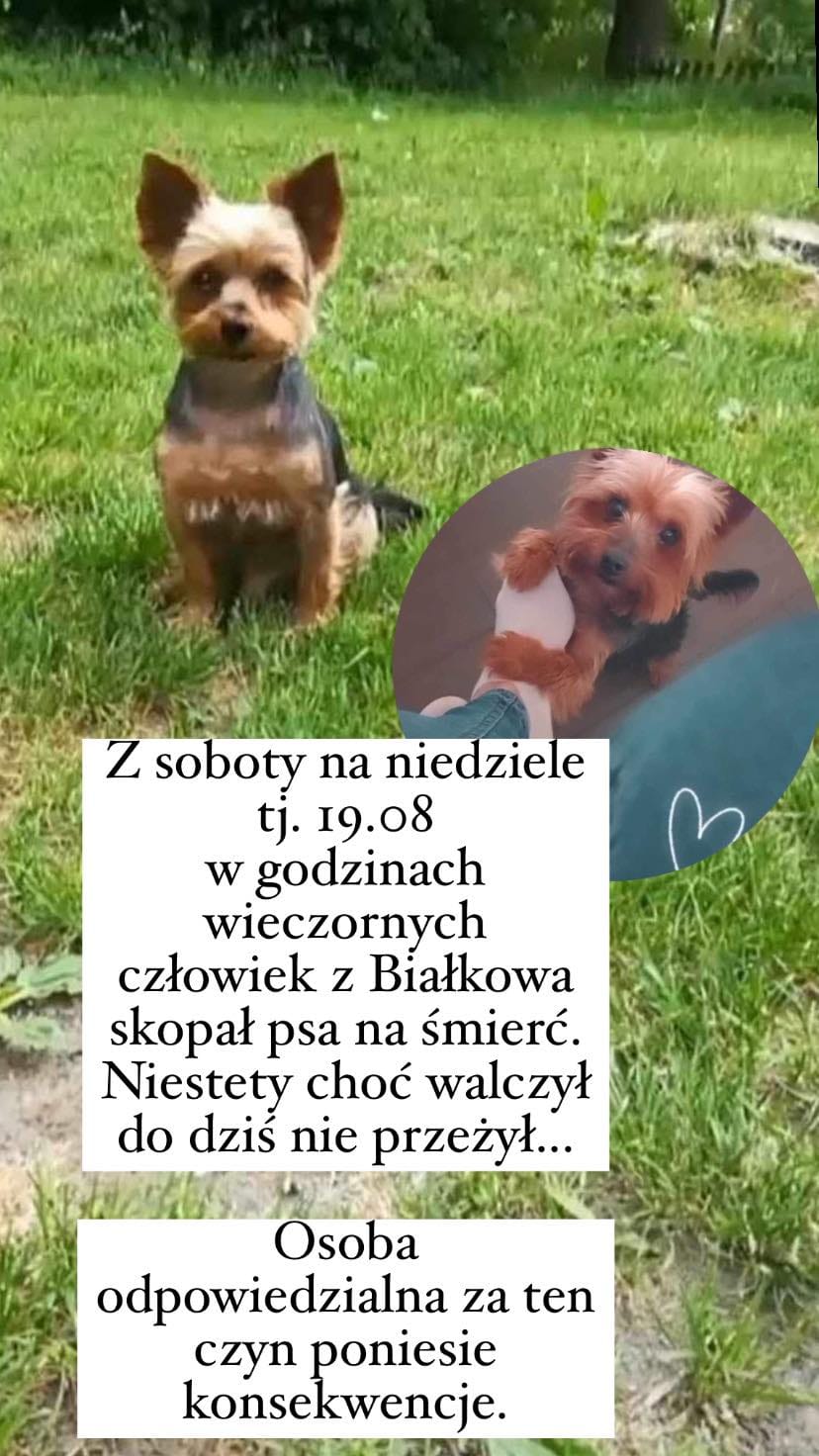 Apel właścicielki zmarłego psa