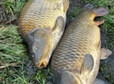 thumb karp villa dudziak