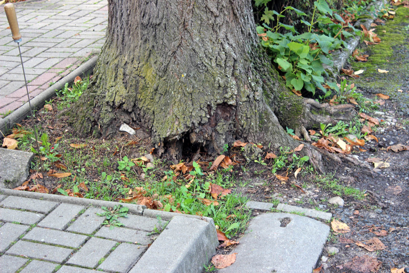 Górzyca i Słubice przyjęły "Standardy opieki nad drzewami"