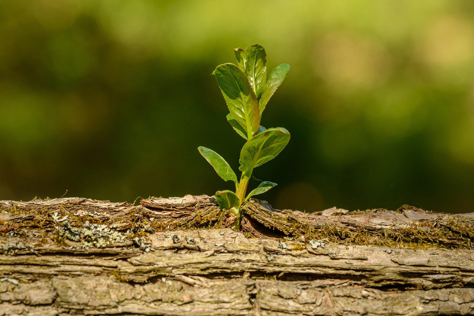 Fundacja Dziupla Inicjatyw Przyrodniczych zaprasza na akcję „POSADŹmy DRZEWA”