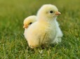 thumb chick 5014152 1280