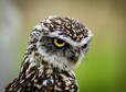 thumb owl 3649048 1280