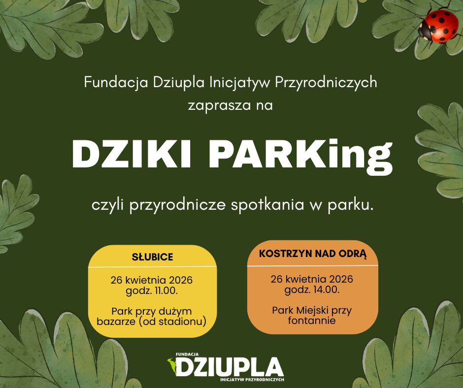 dziki parking kwiecien