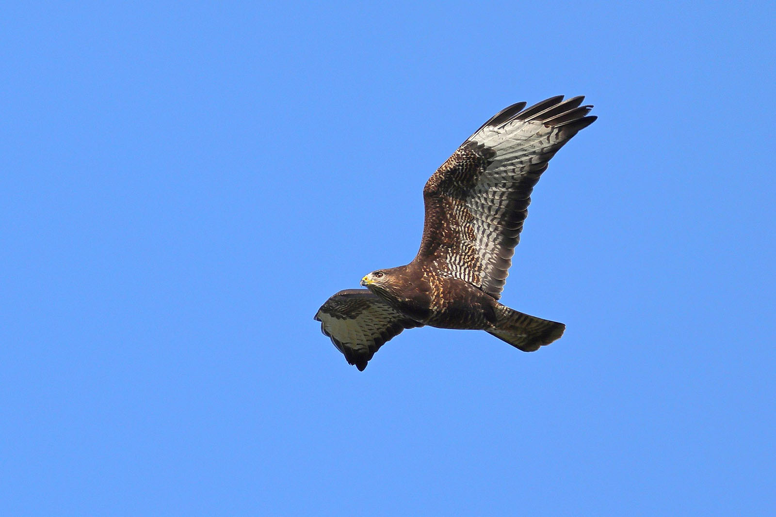 W Drzecinie myszołów nie mógł wzbić się do lotu