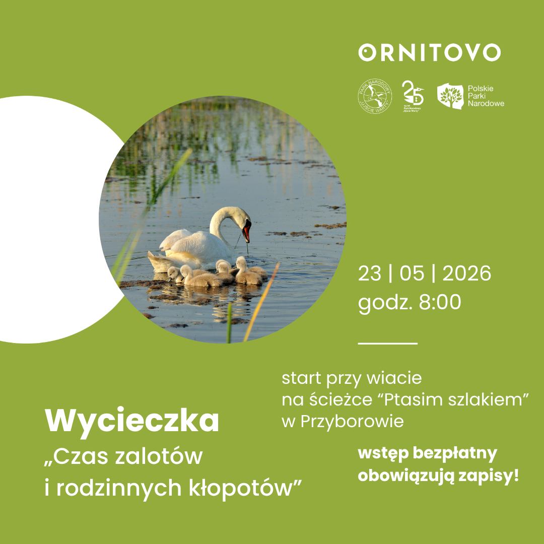 „Czas zalotów i rodzinnych kłopotów”. Park Narodowy „Ujście Warty” zaprasza na spacer ornitologiczny