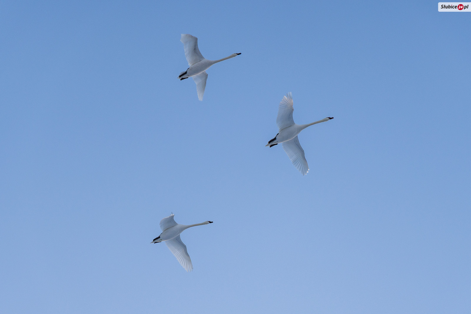 W Słubicach odbędzie się Ptasia Godzinka z Fundacją Dziupla Inicjatyw Przyrodniczych